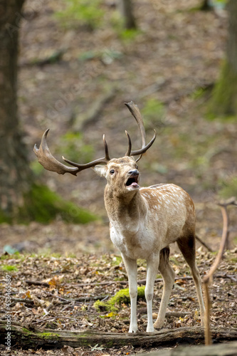 Fallow deer stag rut during Autumn season.