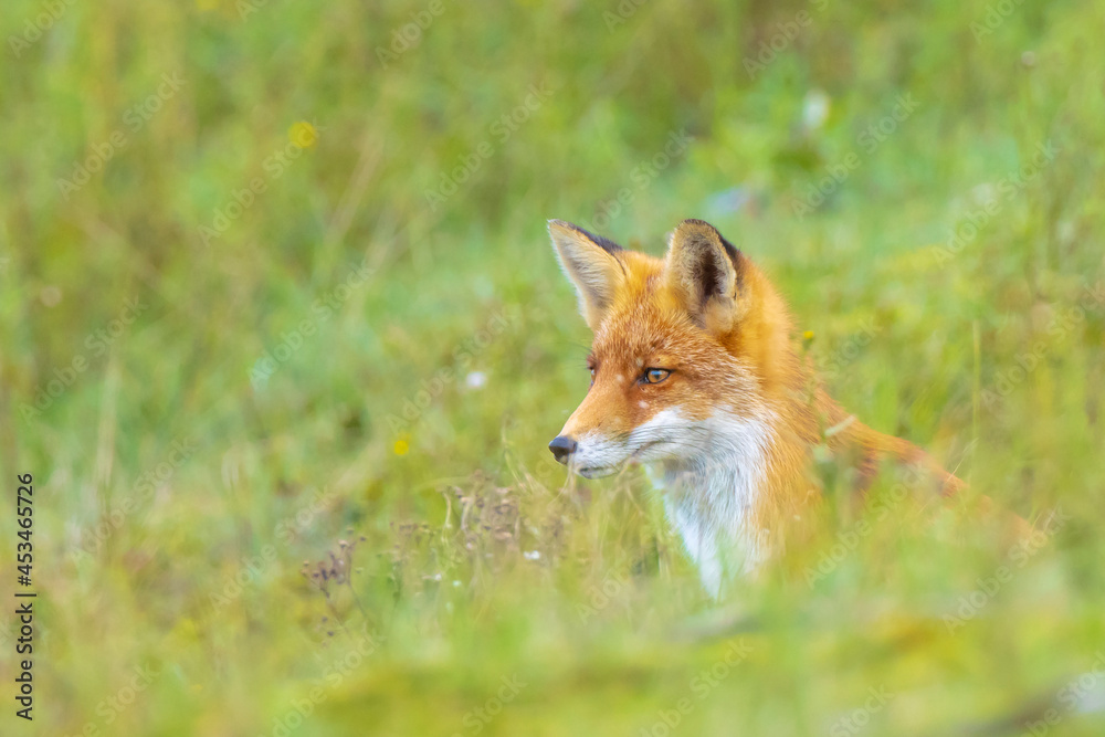 Young Wild red fox, vulpes vulpes, juvenile Young Wild red fox, vulpes vulpes, juvenile
