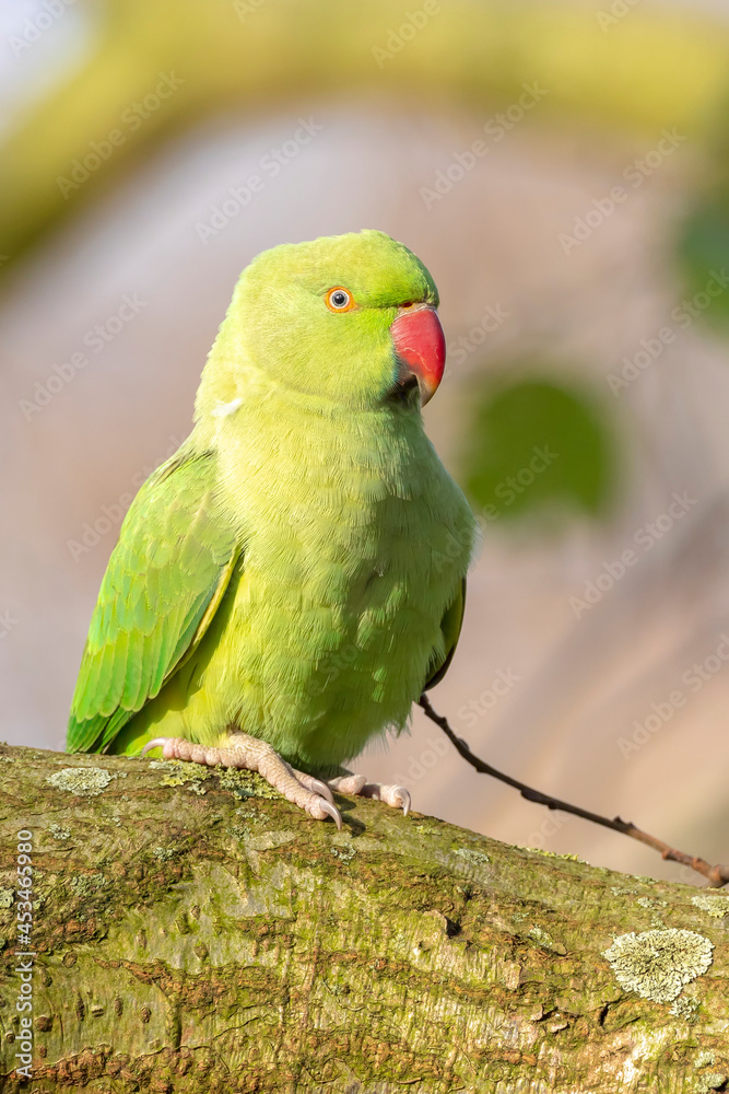 Rose-ringed parakeet, Psittacula krameri, looking out of a tree hole