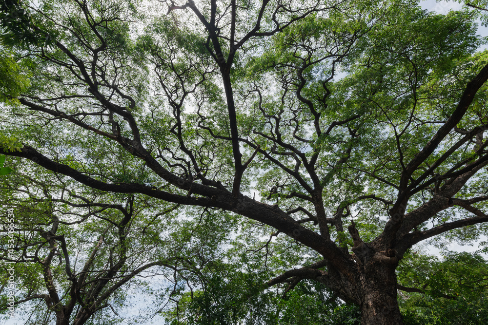 beautiful branch background. big tree and green leaf with sunny day and blue sky. fresh and pure air under the tree. spring season. nature wallpaper. beautiful branch background. big tree and green leaf with sunny day and blue sky. fresh and pure air under the tree. spring season. nature wallpaper.