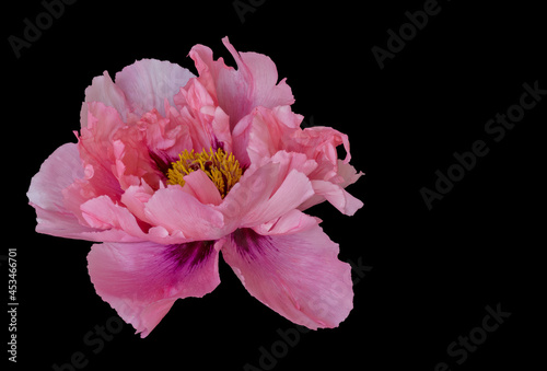 isolated single pink peony blossom on black background, fine art still life color macro, single isolated bloom, filigree detailed texture