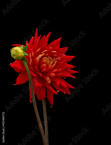 Floral fine art still life detailed color macro flower portrait of a single isolated blooming red dahlia with bud on black  background