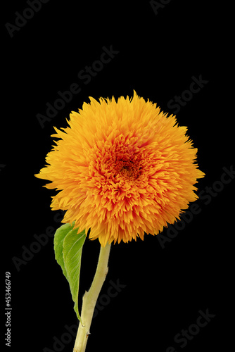 yellow orange sunflower Teddy Bear macro on black background   fine art still life blossom with detailed texture  green leaf and stem