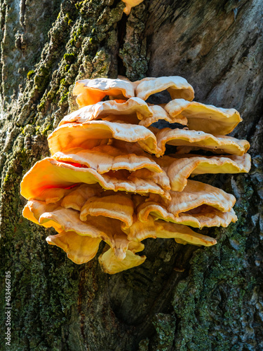 Woody mushroom on tree bark close up
