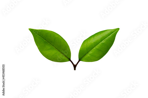 Two detailed green fresh leaves on the white background.
