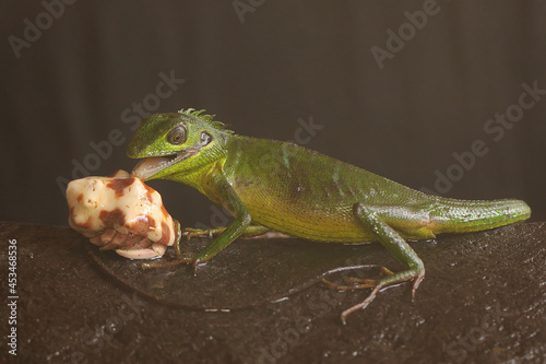 A Sumatran bloodsucker lizard approaching its prey. This reptile from Sumatra Island, Indonesia has the scientific name Bronchocela hayeki.  photo