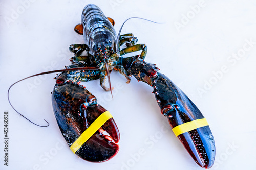 Live freshly caught lobster with rubber bands on claws on a white table