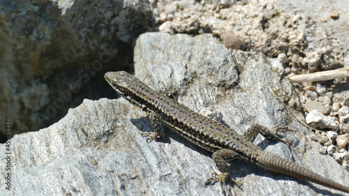 lizard on the stone