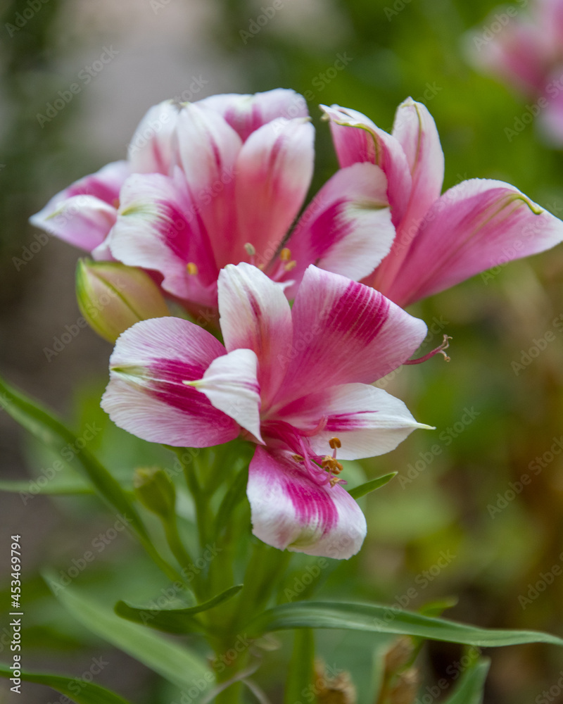 Fototapeta premium Exotic Garden, Monaco