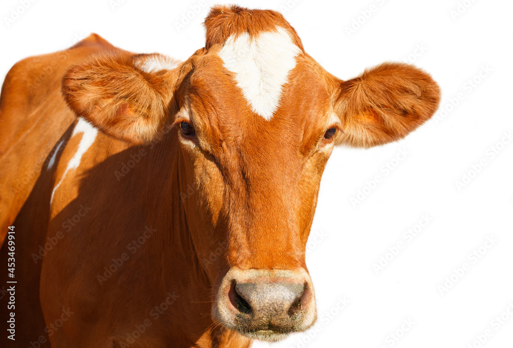 brown cow isolated on white background looking at camera