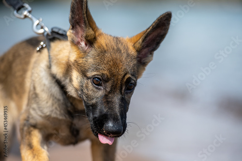A close-up picture of an eleven weeks old German Shepherd puppy. Blue background