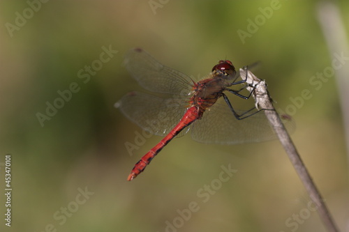 dragonfly on a branch 