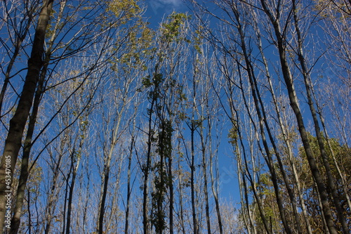 trees in the forest against the blue sky
