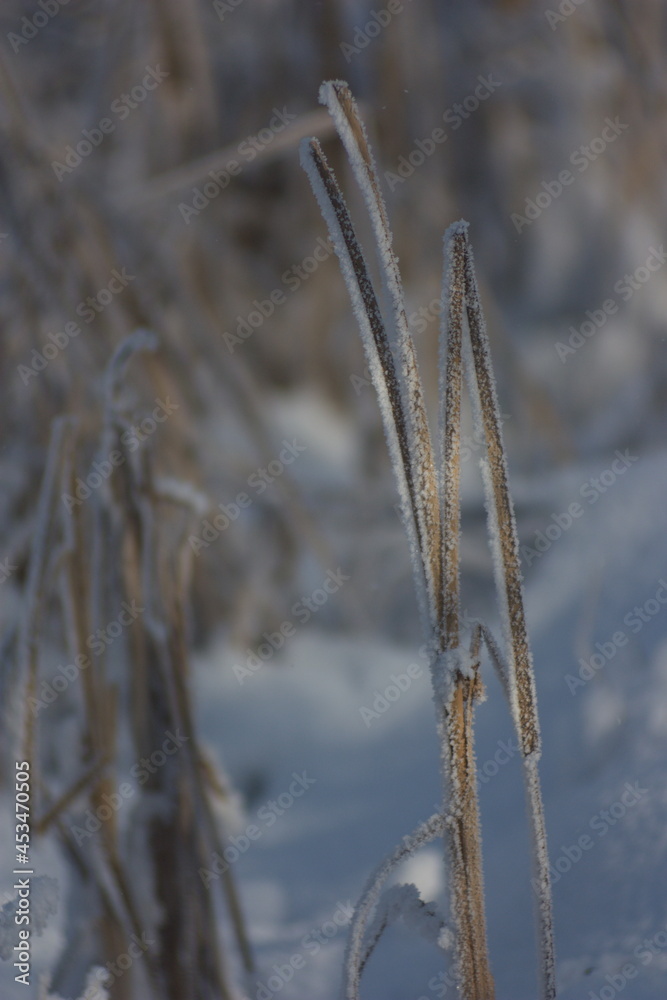 frozen grass background frozen grass background