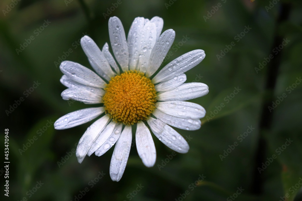 Obraz premium daisy flower