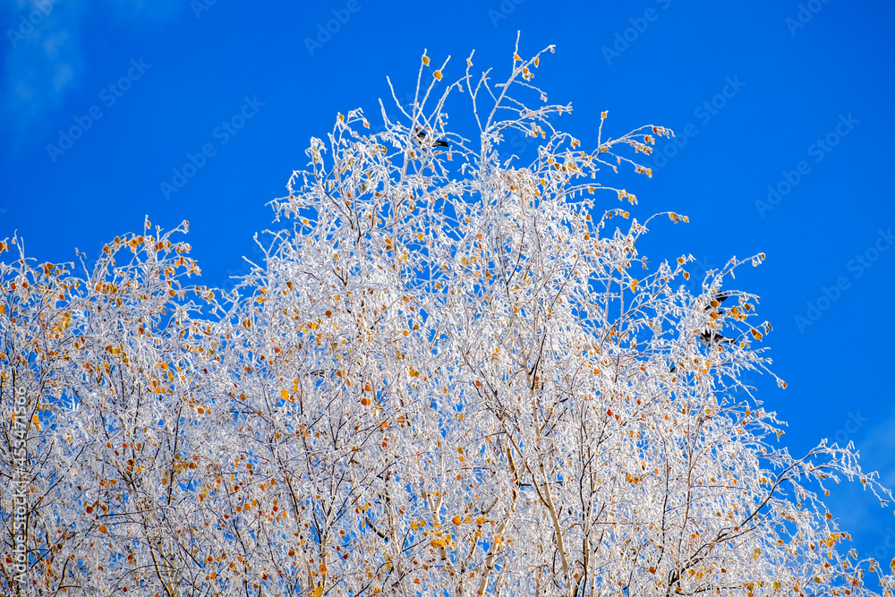 Yellow leaves on the branches of trees covered with white frost against a blue sky