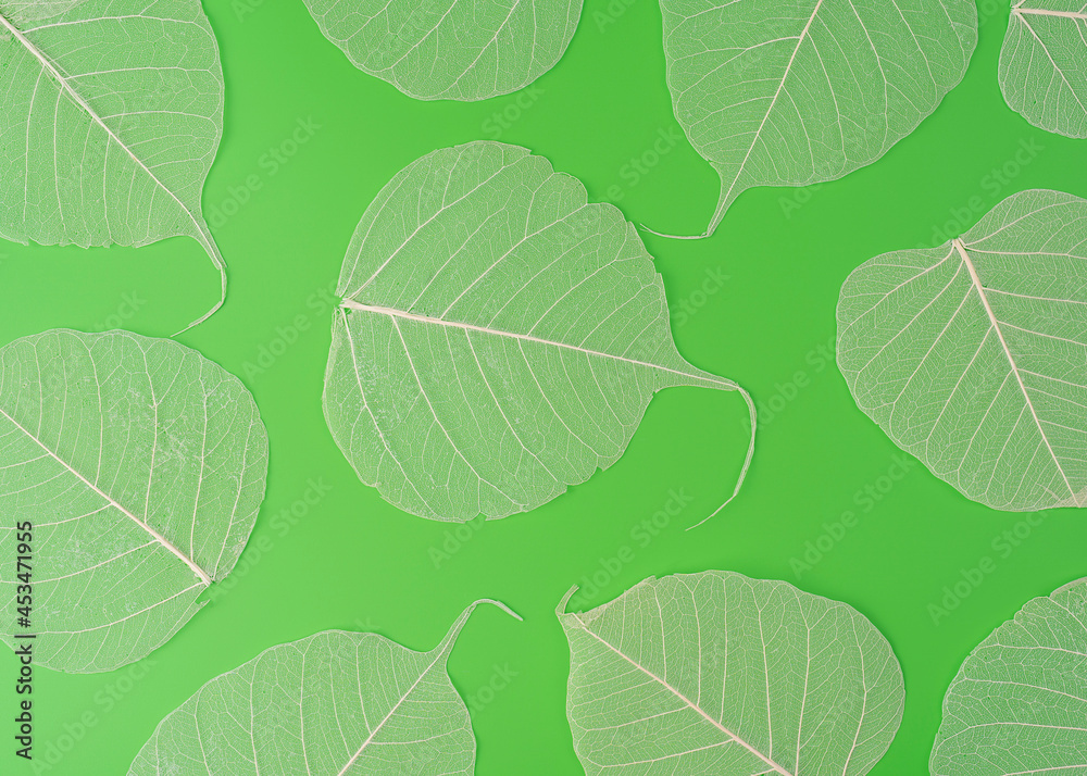 Fototapeta premium a leaf skeleton texture close up isolated on green background, macro view in a high resolution
