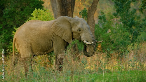 Elephant in nature