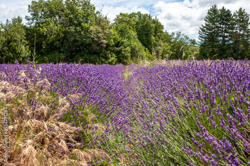 Violet lavender field. Lavender fields, Provence, France.