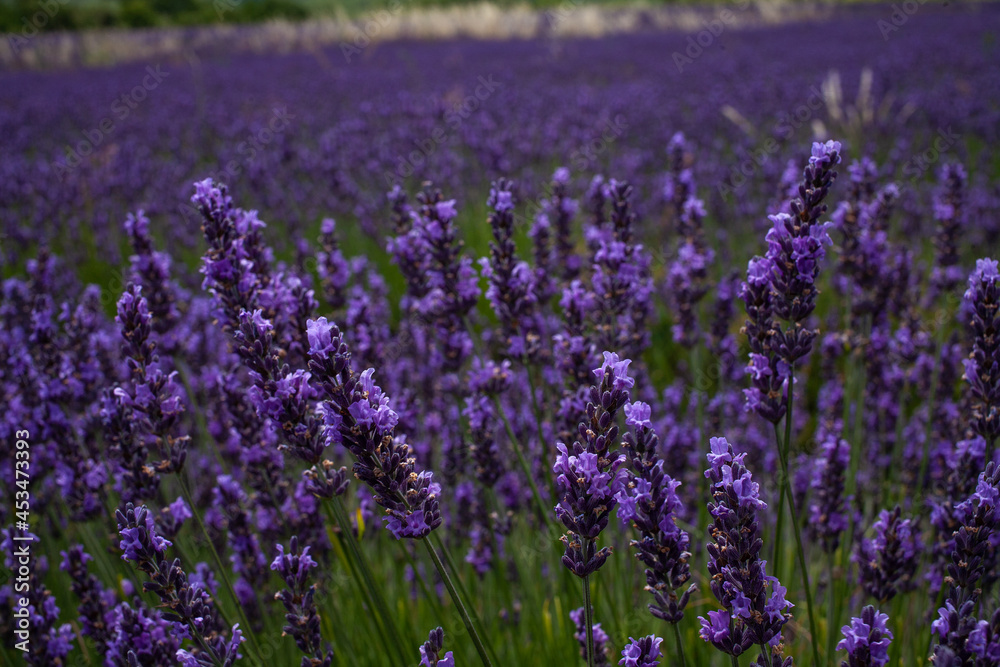 Close up of lavender on the lavender field. Lavender fields, Provence, France.