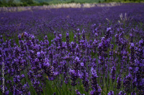 Violet lavender field. Lavender fields, Provence, France.