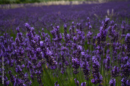 Close up of lavender on the lavender field. Lavender fields, Provence, France.
