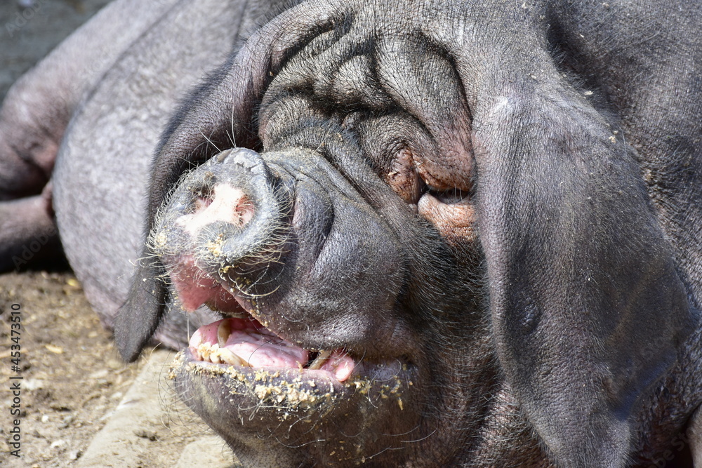 Obraz premium domestic pig named for the Meishan