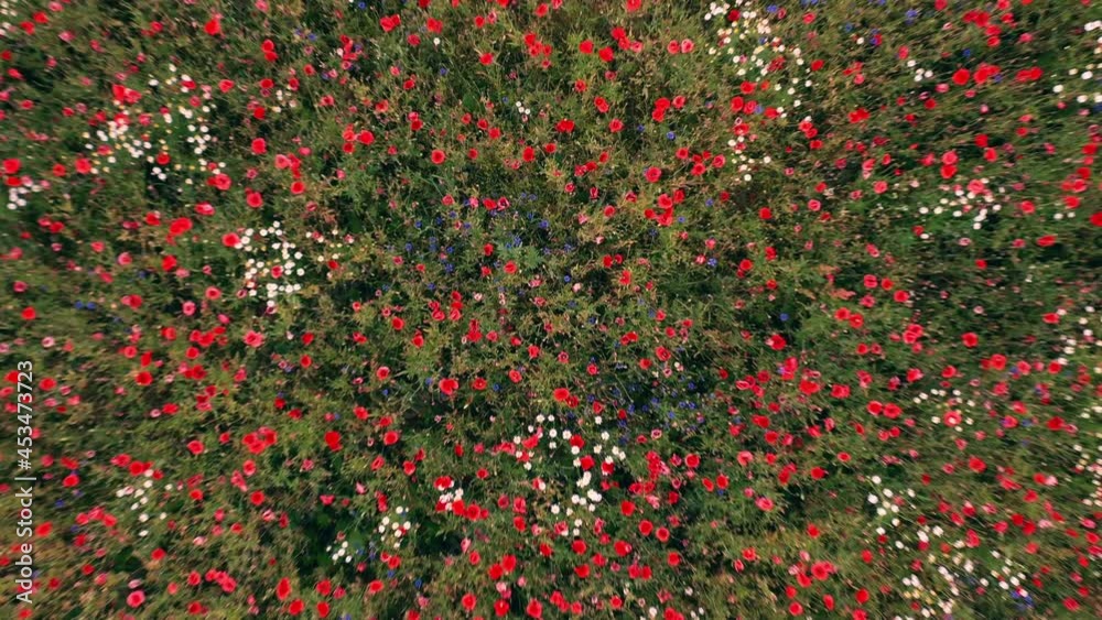 View above on summer field of red blooming poppies. Countryside landscape with wild vivid flowers, top view View above on summer field of red blooming poppies. Countryside landscape with wild vivid flowers, top view