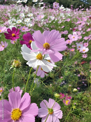 pink flowers