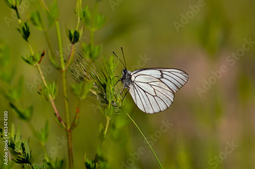 Black-veined White,Aporia crataegi, turkısh name alıç kelebeği