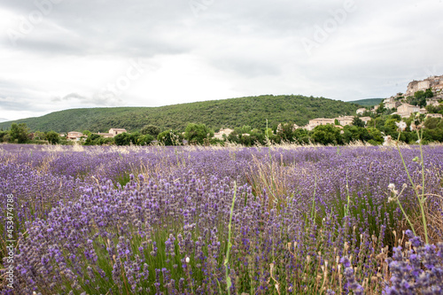 Violet lavender field. Lavender fields, Provence, France.