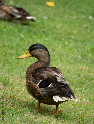 duck on the grass