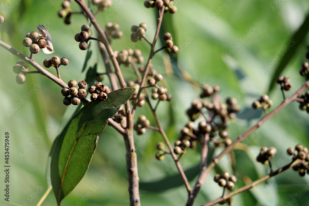 Close-up view of the Eucalyptus nuts. Close-up view of the Eucalyptus nuts.