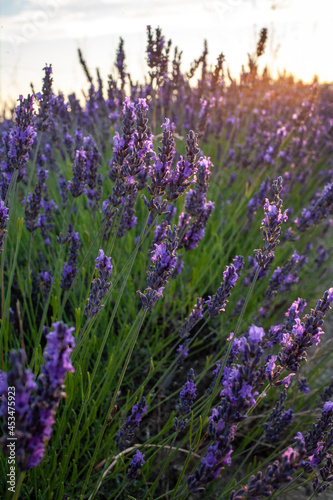 Sunset over a violet lavender field. Lavender fields  Provence  France.