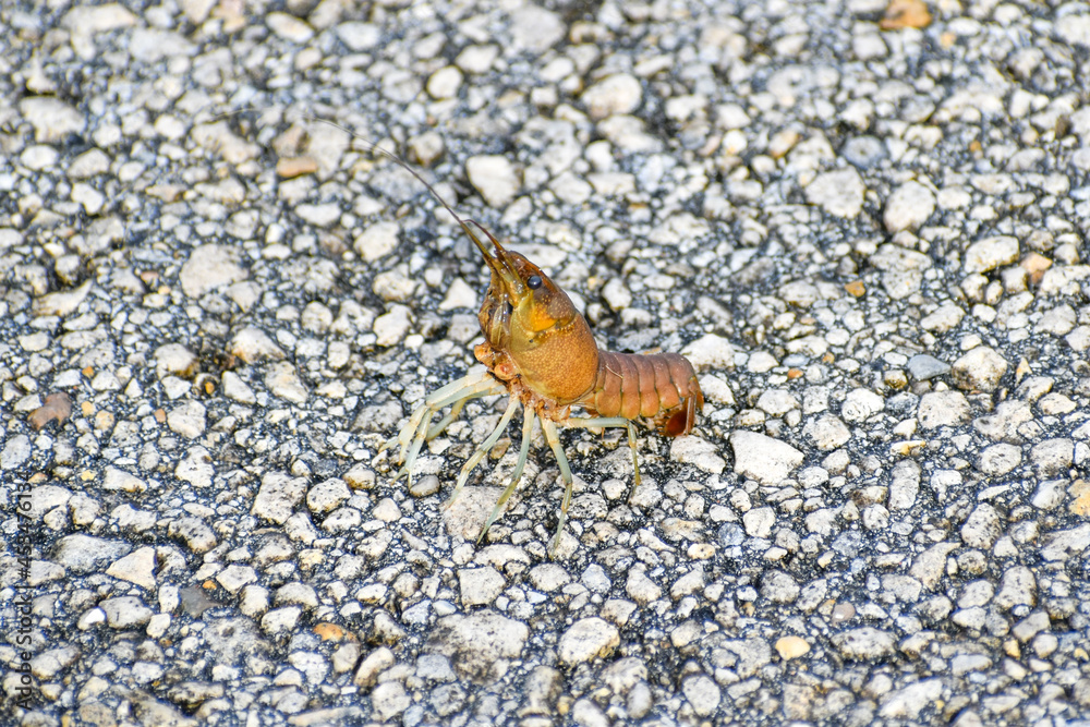 Crawfish walks across the paved road in Everglades National Park, Florida Crawfish walks across the paved road in Everglades National Park, Florida