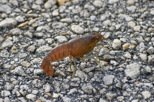 Crawfish walks across the paved road in Everglades National Park, Florida