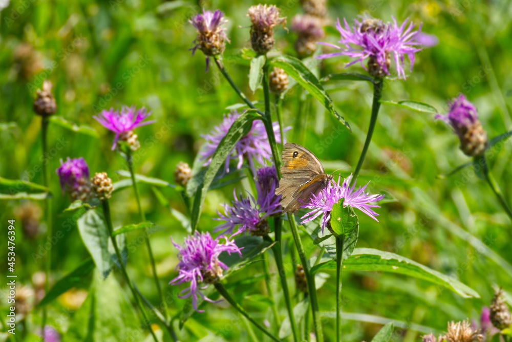 Meadow brown (maniola jurtina) butterfly with open wings sitting on a pink flower in Zurich, Switzerland Meadow brown (maniola jurtina) butterfly with open wings sitting on a pink flower in Zurich, Switzerland