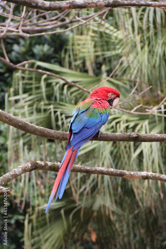 Fototapeta premium parrot