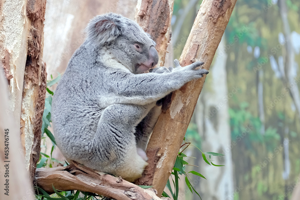 Fototapeta premium Koala ( Phascolarctos cinereus ).