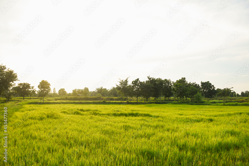 Fototapeta premium evening green fields and sunset light
