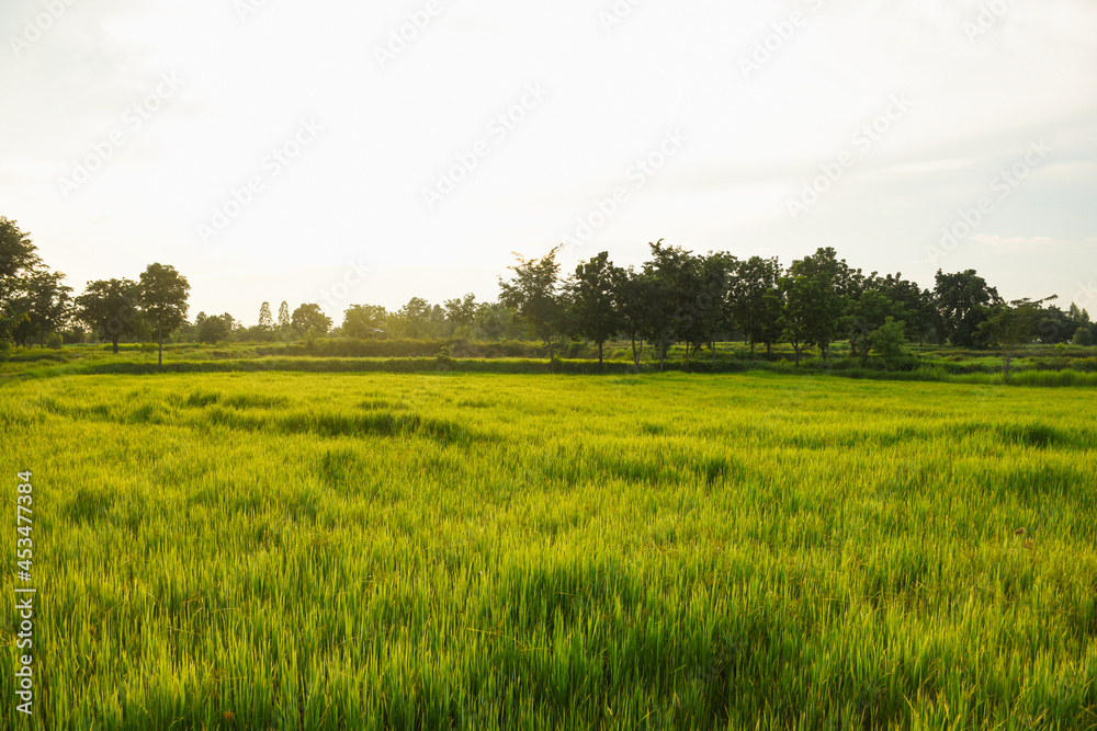 Obraz premium evening green fields and sunset light