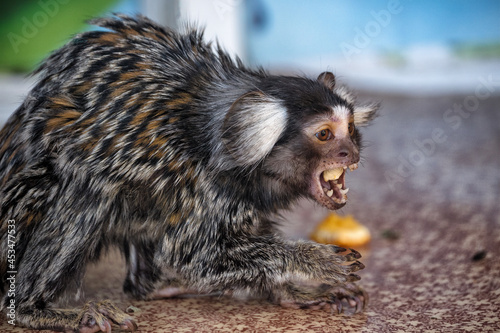 Canvas Print A small marmoset monkey eating an orange.