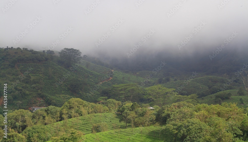 Obraz premium The Meadows