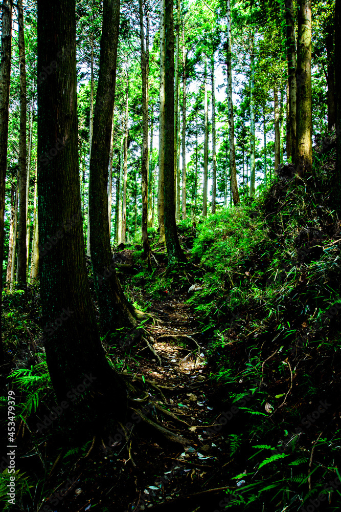 forest in autumn forest in autumn