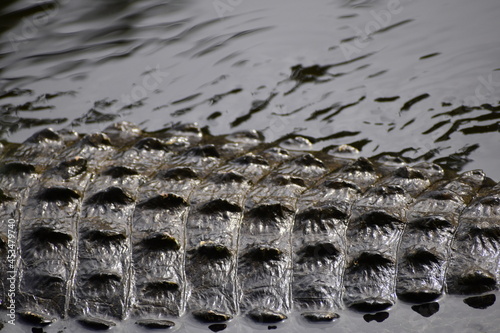 rough and bumpy skin of an Alligator swimming near the cypress swamp photo