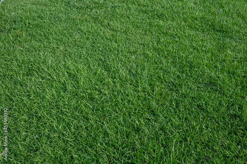 A piece of green grass, on the court