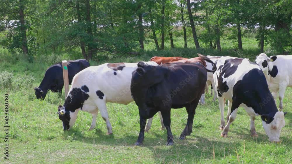 Beautiful view of group of cows in field on beautiful summer day. Agriculture concept. Animals concept. Sweden. Beautiful view of group of cows in field on beautiful summer day. Agriculture concept. Animals concept. Sweden.