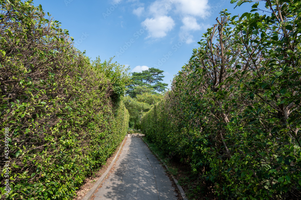 There are green trees and grass on both sides of the road