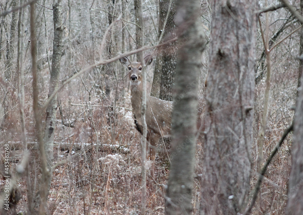Naklejka premium Deer