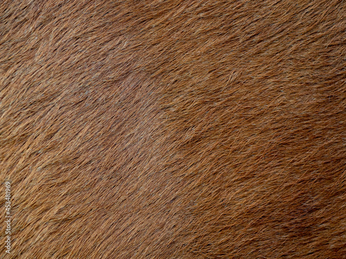 Brown cow coat in the detail - texture
